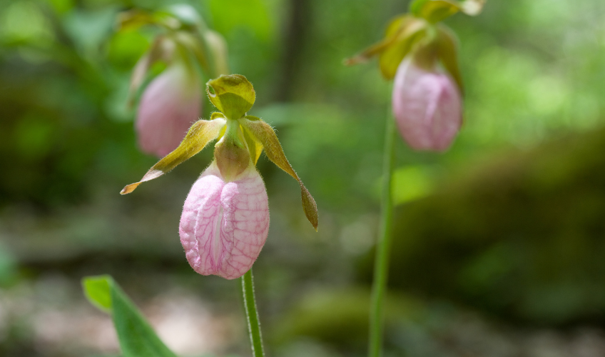 Lady Slipper Walk